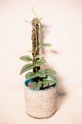 Scindapsus treubii moonlight variegata "superstar"